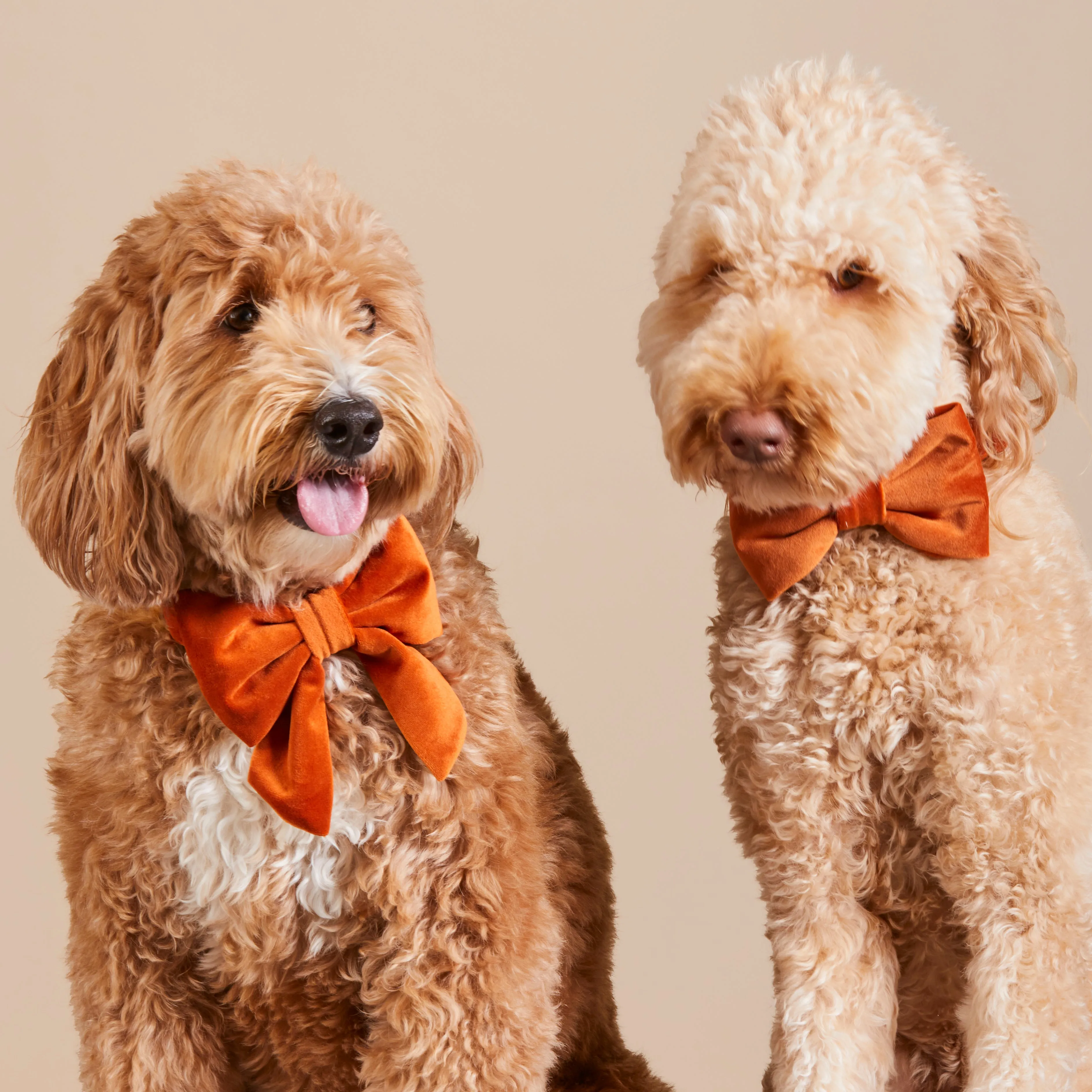 Pumpkin Velvet Lady Bow Collar